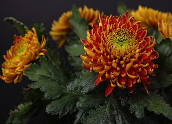 Chryzantema, Kwiaty, Liście