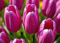 Ciemnoróżowe, Tulipany, Kwiaty, Zbliżenie