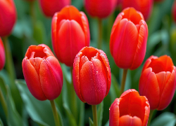 Czerwone, Nierozwinięte, Kwiaty, Tulipany