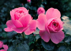 Różowe, Kwiaty, Dwie, Róże, Liście