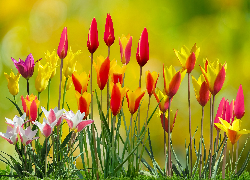 Kolorowe, Tulipany, Pąki, 2D