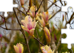 Rozkwitające, Kwiaty, Magnolia, Gałązki