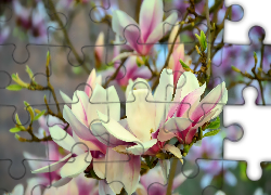 Kwitnąca, Magnolia, Jasnoróżowe, Kwiaty