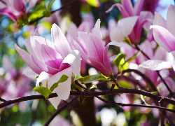 Gałązki, Biało-różowe, Kwiaty, Magnolia
