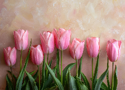 Kwiaty, Różowe, Rozkwitające, Tulipany