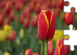 Tulipany, Rozmyte tło