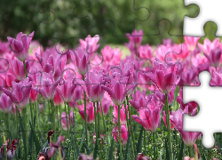 Kwiaty, Tulipany, Różowe