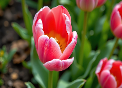 Czerwony, Roozwitający, Tulipan