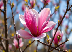 Magnolia, Kwiat, Gałęzie, Grafika AI