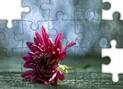 Różowy, Kwiat, Bokeh