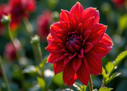 Dalia, Rozkwitnięty, Czerwony, Kwiat, Zbliżenie