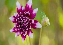 Kwiat, Fioletowy, Dalia