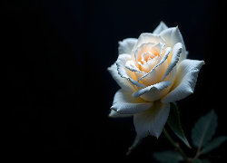 Kwiat, Kremowa, Róża