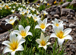 Białe, Lilie, Rozkwitnięte