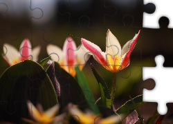 Tulipany, Kwiaty, Rozkwitnięte