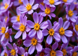 Fioletowe, Kwiaty, Żółte, Środki