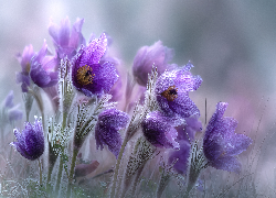 Fioletowe, Sasanki, Kwiaty, Grafika AI