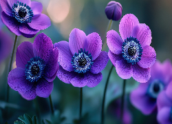 Fioletowe, Kwiaty, Zawilce