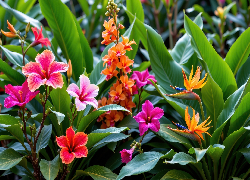 Kwiaty, Hibiskusy, Storczyki, Liście