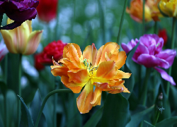 Kwiaty, Kolorowe, Tulipany, Rozkwitnięte