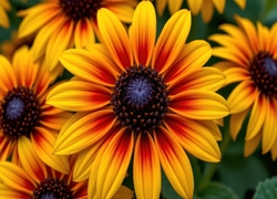 Rudbekia, Żółte, Rozkwitnięte, Kwiaty, Zbliżenie