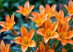 Pomarańczowe, Kwiaty, Rozkwitnięte