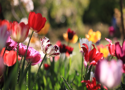 Różnokolorowe, Tulipany, Kwiaty