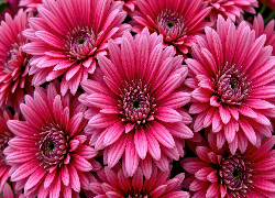 Chryzantemy, Kwiaty, Zbliżenie, Grafika AI