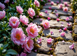 Kwiaty, Różowe, Piwonie, Kamienna, Ścieżka
