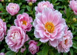 Kwiaty, Różowe, Rozkwitnięte, Piwonie, Pąki