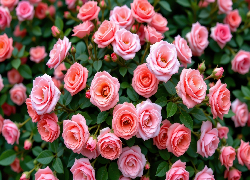 Różowe, Rozwinięte, Róże, Listki