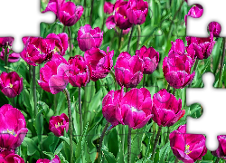 Kwiaty, Ciemnoróżowe, Tulipany