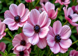 Różowe, Kwiaty, Zawilce, Zbliżenie