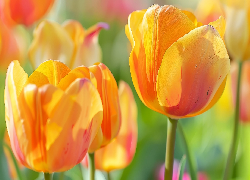 Tulipany, Żółte, Zbliżenie
