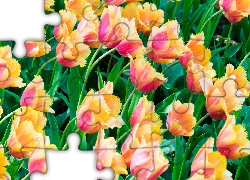 Rozkwitnięte, Żółto-różowe, Tulipany