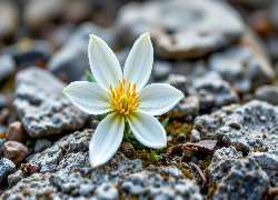 Biały, Kwiat, Kamienie