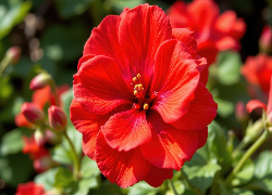 Czerwony, Kwiat, Zbliżenie, Grafika AI