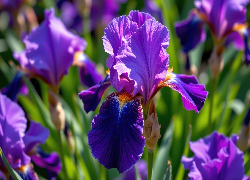 Fioletowy, Rozkwitnięty, Irys, Zbliżenie