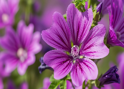 Fioletowy, Kwiat, Zbliżenie, Grafika AI