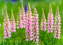 Jasnoróżowy, Łubin