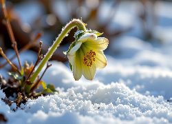 Ciemiernik, Kwiat, Śnieg, Grafika AI