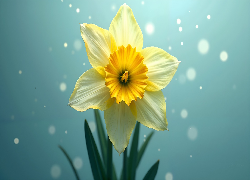 Rozkwitnięty, Kwiat, Narcyz żonkil
