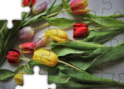 Rozłożone, Kwiaty, Kolorowe, Tulipany