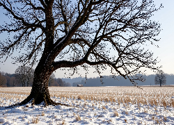 Zima, Stare, Drzewo, Ośnieżone, Pole, Suche, Trawy