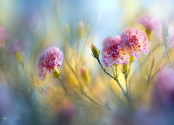 Goździki, Różowe, Kwiaty, Grafika AI