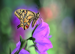 Motyl, Paź królowej, Fioletowy, Kwiat