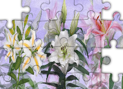 Kwiaty, Różnobarwne, Lilie, Grafika