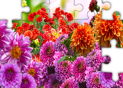 Kolorowe, Kwiaty, Dalie, Grafika