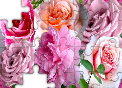 Kwiaty, Różnokolorowe, Róże, Grafika