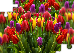 Czerwone, Żółte, Fioletowe, Tulipany